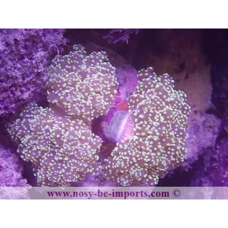 Euphyllia parayaeyamaensis WYSIWYG 16112022-39