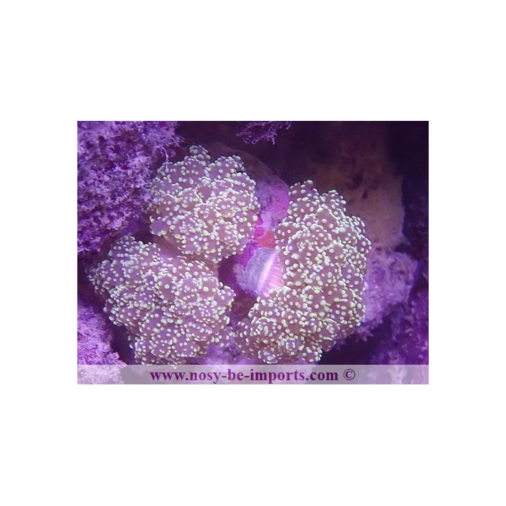 Euphyllia parayaeyamaensis WYSIWYG 16112022-39
