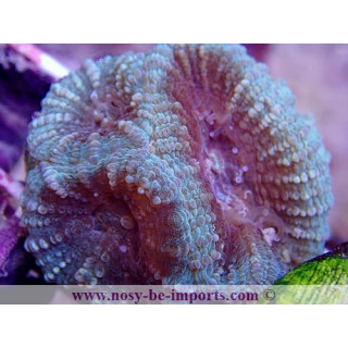 Favia sp. WYSIWYG 16112022-41