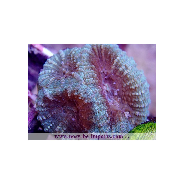 Favia sp. WYSIWYG 16112022-41