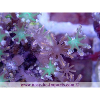 Cornularia sp. WYSIWYG 16112022-42