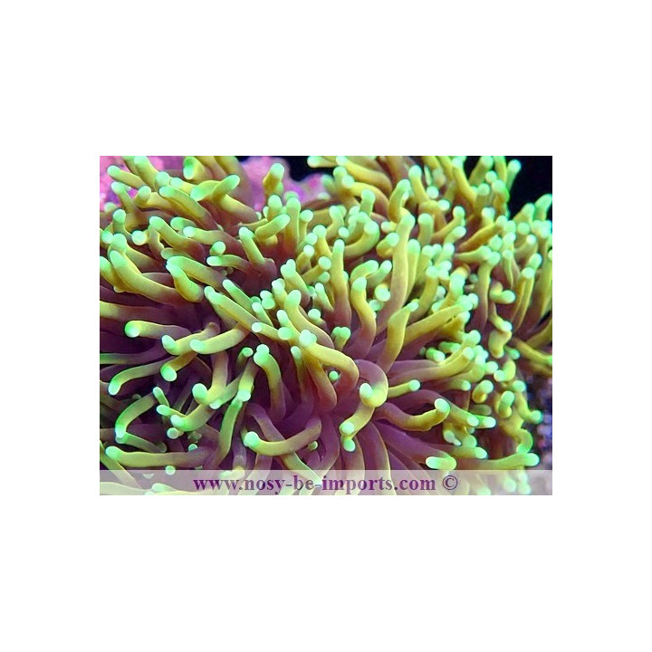 Euphyllia glabrescens WYSIWYG 16102021-43
