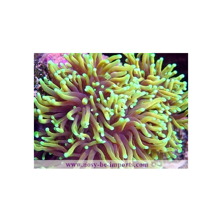 Euphyllia glabrescens WYSIWYG 16102021-43