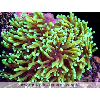 Euphyllia glabrescens WYSIWYG 16102021-43