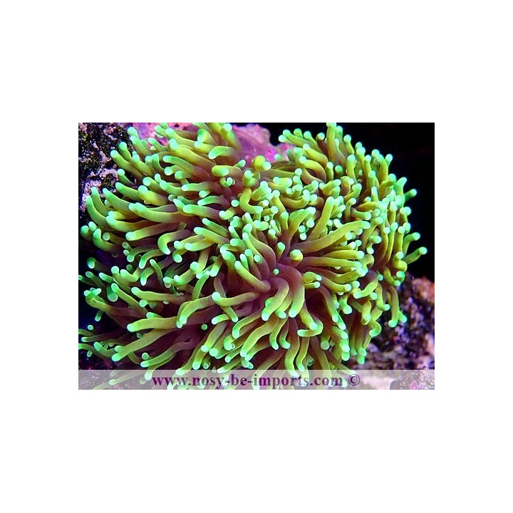 Euphyllia glabrescens WYSIWYG 16102021-43