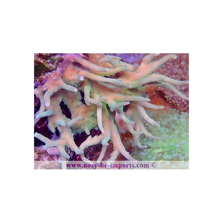 Acropora suharsonoi WYSIWYG 16112022-44