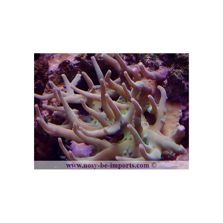 Acropora suharsonoi WYSIWYG 16112022-44