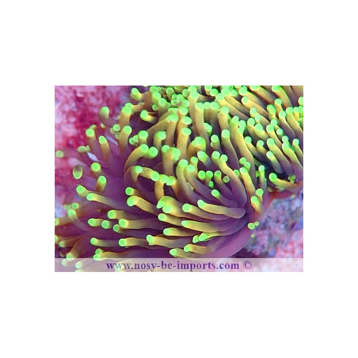 Euphylli glabrescens Dragon Soul WYSIWYG 16112022-45