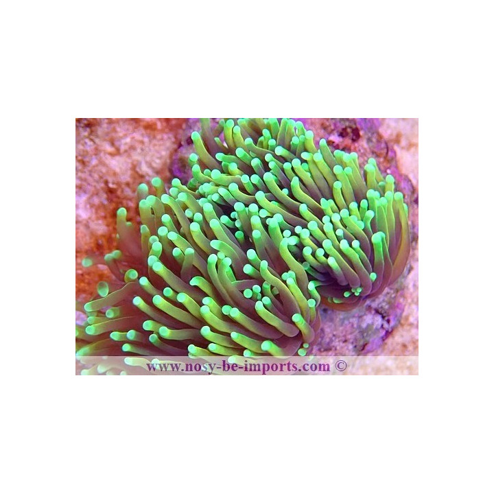 Euphylli glabrescens Dragon Soul WYSIWYG 16112022-45