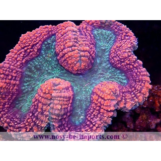 Lobophyllia hemprichii WYSIWYG 16112022-46