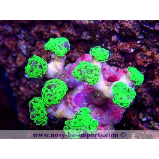 Euphyllia paraancora WYSIWYG 16112022-47