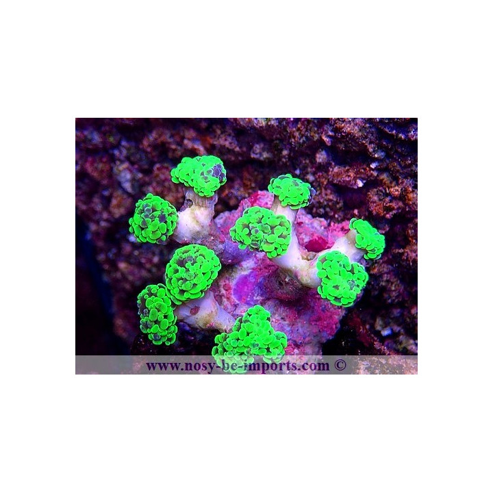 Euphyllia paraancora WYSIWYG 16112022-47