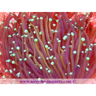 Euphyllia glabrescens Copper WYSIWYG 16112022-48
