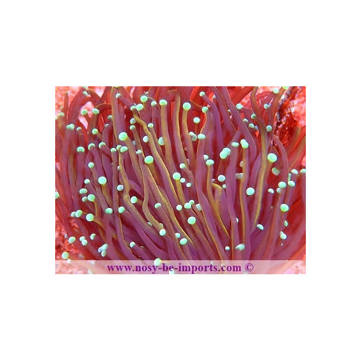 Euphyllia glabrescens Copper WYSIWYG 16112022-48