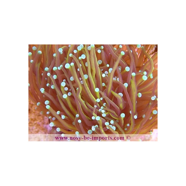 Euphyllia glabrescens Copper WYSIWYG 16112022-48