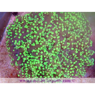 Euphyllia divisa WYSIWYG 16112022-50