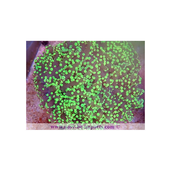 Euphyllia divisa WYSIWYG 16112022-50