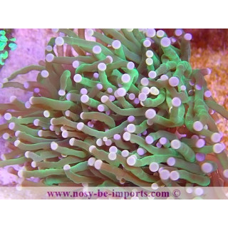 Euphyllia glabrescens WYSIWYG 16112022-52