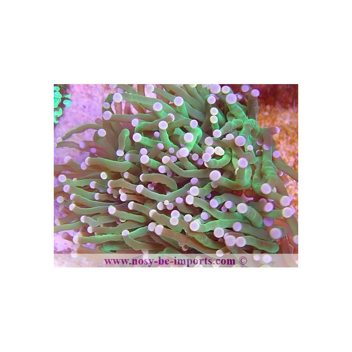 Euphyllia glabrescens WYSIWYG 16112022-52