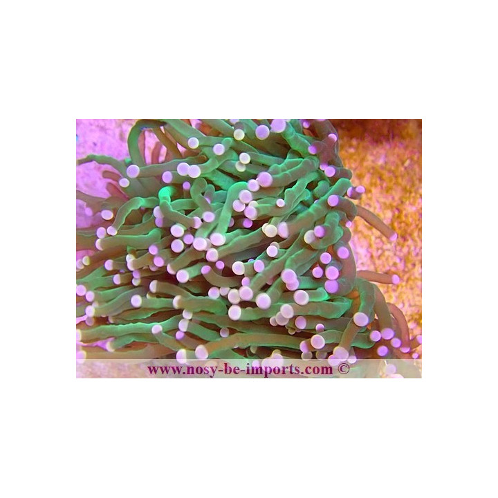Euphyllia glabrescens WYSIWYG 16112022-52