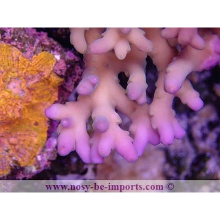 Acropora jacquelinae WYSIWYG 16112022-55