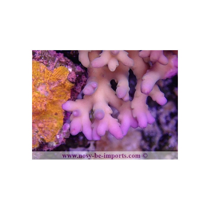 Acropora jacquelinae WYSIWYG 16112022-55