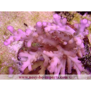 Acropora sp. WYSIWYG 16112022-56