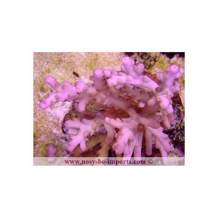 Acropora sp. WYSIWYG 16112022-56