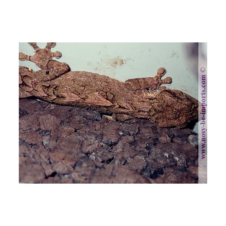 Uroplatus alluaudi