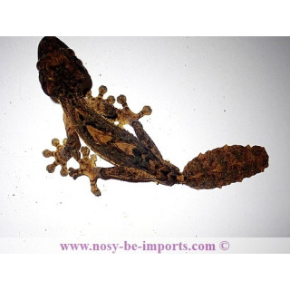 Uroplatus alluaudi