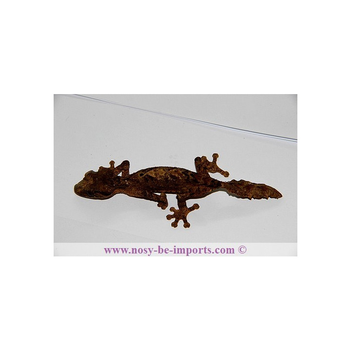 Uroplatus alluaudi