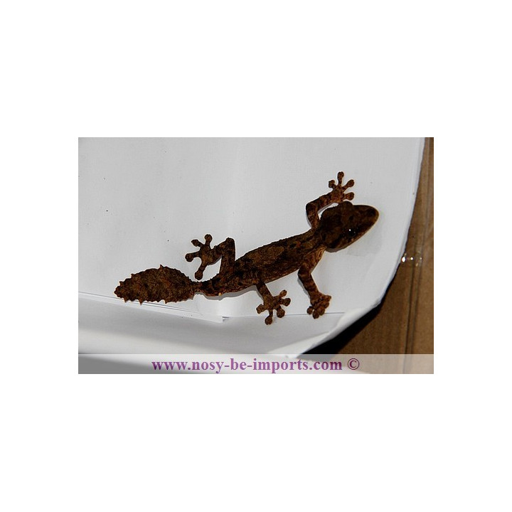 Uroplatus alluaudi
