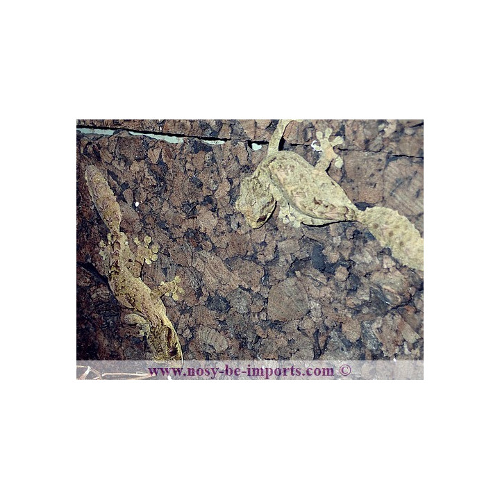 Uroplatus alluaudi