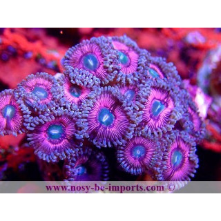 Zoanthus sp. WYSIWYG 15122022-2