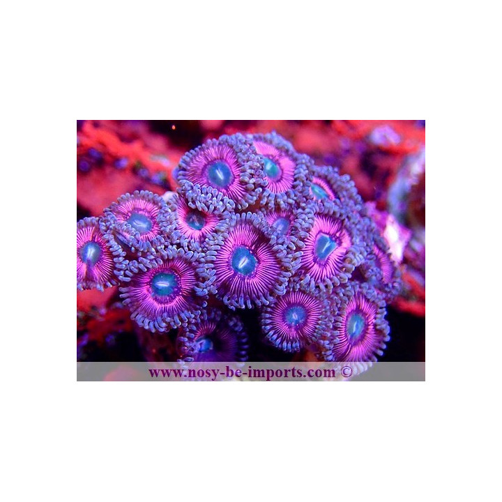 Zoanthus sp. WYSIWYG 15122022-2