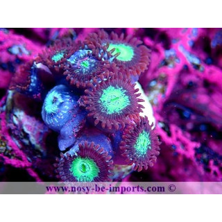 Zoanthus sp. WYSIWYG 15122022-3