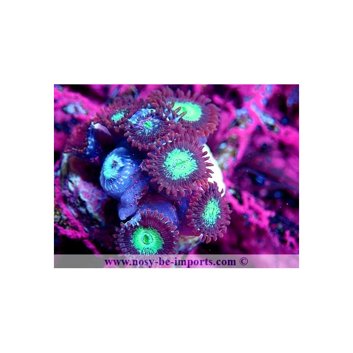 Zoanthus sp. WYSIWYG 15122022-3