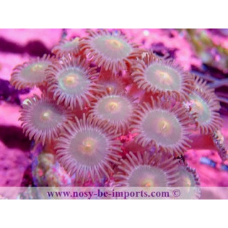 Zoanthus sp. WYSIWYG 15122022-5