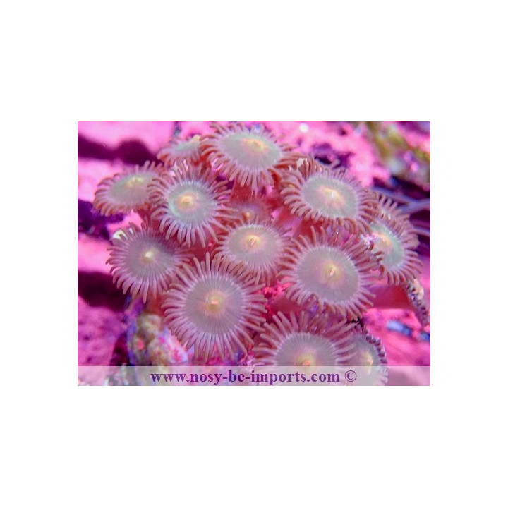 Zoanthus sp. WYSIWYG 15122022-5