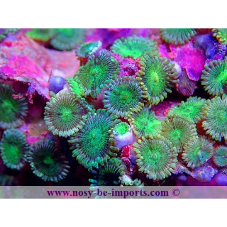 Zoanthus sp. WYSIWYG 15122022-6