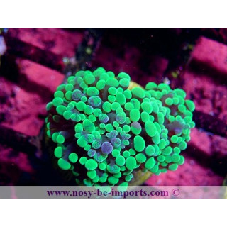 Euphyllia cristata WYSIWYG 15122022-7