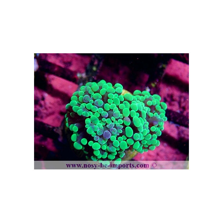 Euphyllia cristata WYSIWYG 15122022-7