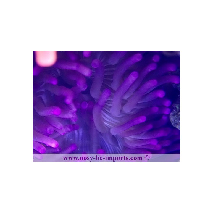 Macrodactyla doreensis WYSIWYG 15122022-8