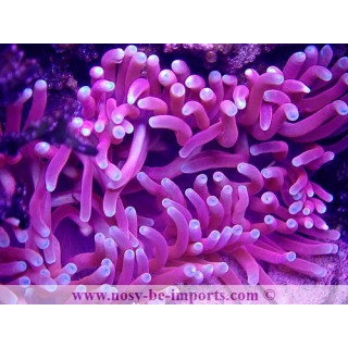 Macrodactyla doreensis WYSIWYG 15122022-9