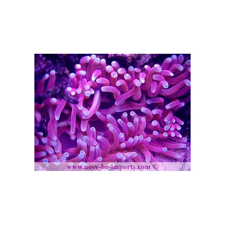 Macrodactyla doreensis WYSIWYG 15122022-9
