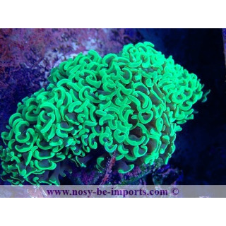 Euphyllia ancora WYSIWYG 15122022-10