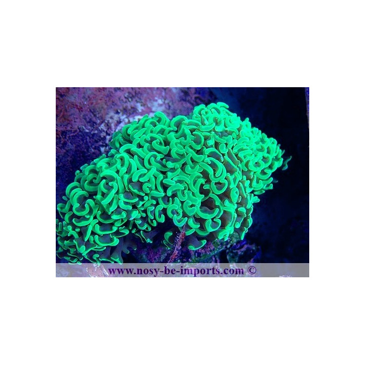 Euphyllia ancora WYSIWYG 15122022-10