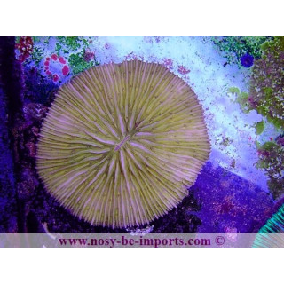 Cycloseris sp. WYSIWYG 15122022-12