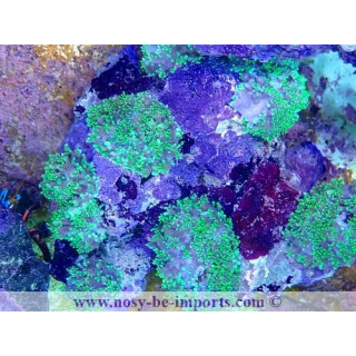 Rhodactis sp. WYSIWYG 15122022-13