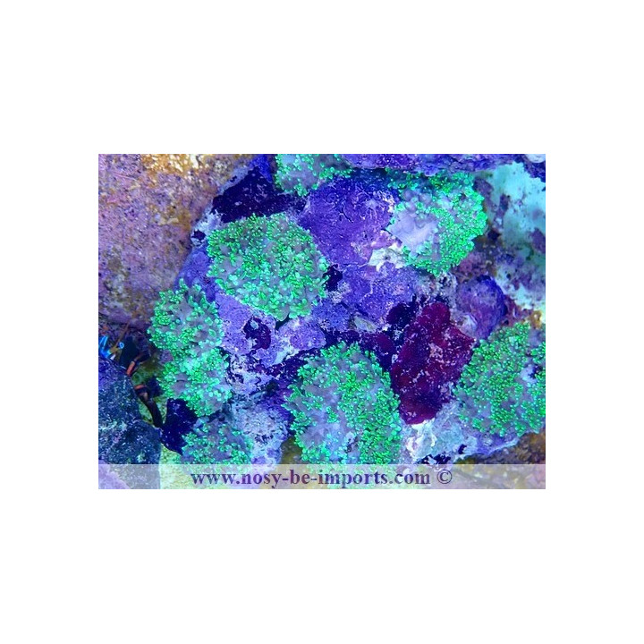 Rhodactis sp. WYSIWYG 15122022-13